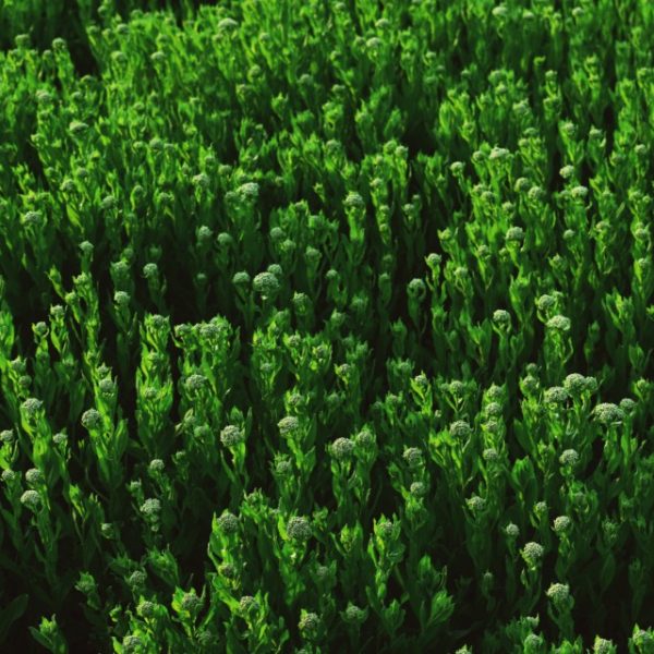 Sustainability