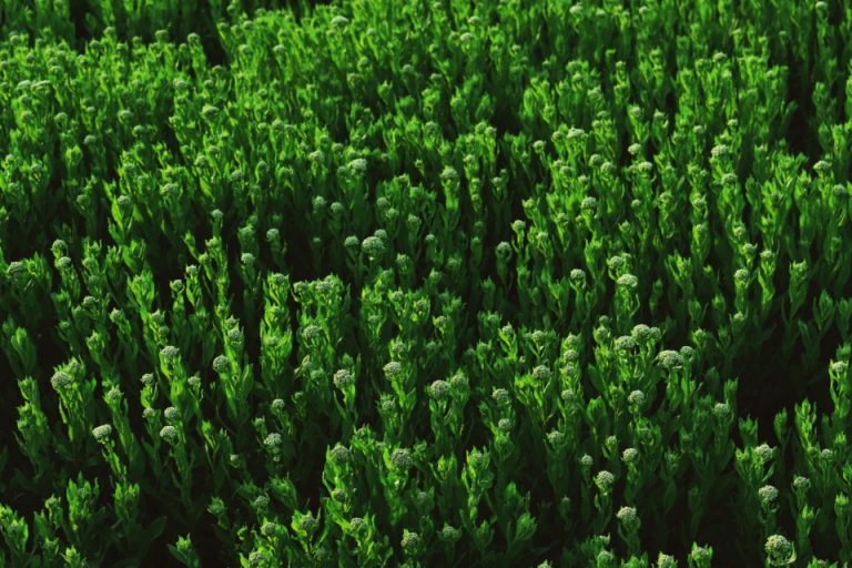 Sustainability